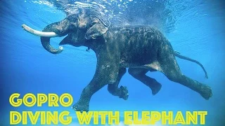 GoPro: Swimming Elephant Underwater HD