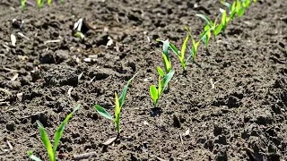 Когда Сажать Кукурузу ?! Посадка Семенами в Открытый Грунт.Growing corn.