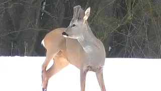 Красивый козлик с бархатными рожками (косуля европейская) || Roe deer male with new horns