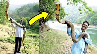 Grabe! Naaktuhan Nila Ang Pinaka Malaking KING COBRA | Monster King Cobra Ever Caught