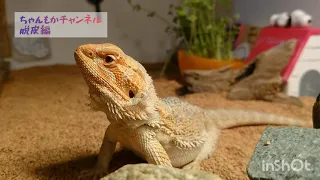 脱皮中の ちゃんもか🎵