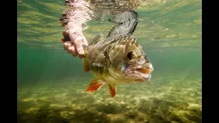 Fishing in Holland - Schonzeiten erklärt (auf Deutsch)