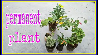 permanent plants shopping with name and price
