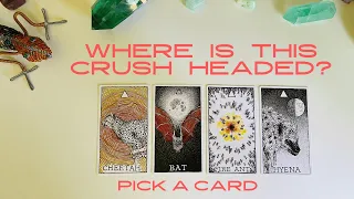 "Where is This Crush Heading?" *Pick a Card* (Timeless Tarot)