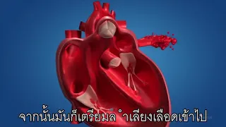 เพลง ระบบไหลเวียนโลหิต | Cardiovascular System Song