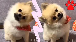 Cute Pets And Funny Animals Compilation 2020 #134 TFF
