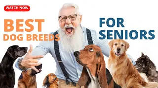 Top 10 Dog Breeds for Seniors or Retirees #dogs