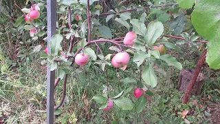 Чем подкормить молодую яблоню осенью