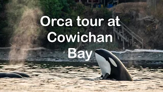 The Orca tour at Cowichan Bay | Not what we had expected