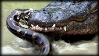 Python Fights Alligator 02 Time Lapse