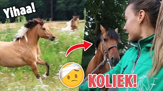 Marley heeft KOLIEK, de bouwplaats WEI op en mega OPRUIMING! | felinehoi VLOG #455