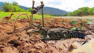 Amazing Catching Wild Crocodile Trap Using Yunteng _ Crocodile Trap