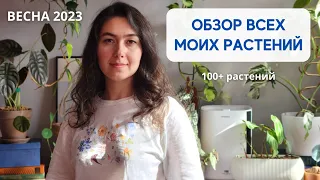 БОЛЬШОЙ ОБЗОР моей коллекции РАСТЕНИЙ / 100+ растений