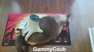 BEST COUB compilation October 2018 GammyCoub #440