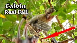 REAL FALL_REAL FEAR ! Sorry baby Calvin ! Poor Calvin fall from high tree | Best mom help baby.