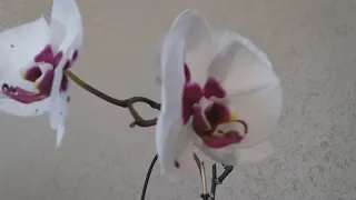 Начало цветения орхидей, январь 2019 | Елена Курбатова