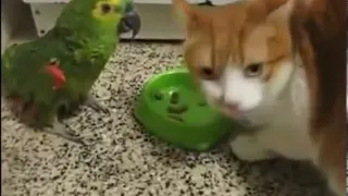 Кот и попугай - драка за еду / Cat and parrot - fight for food