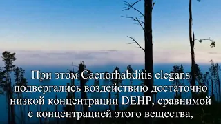 Ученые выяснили, как фталаты разрушают репродуктивную систему  — Статья