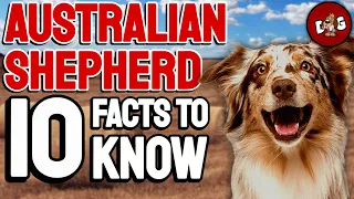 10 Facts You Must Know Before Bringing Home An Australian Shepherd | Dogs 101
