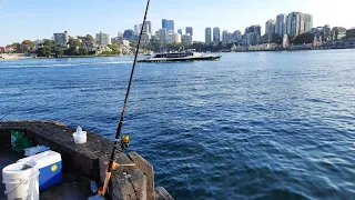 Fishing in Sydney harbour Jewish, Kingfish, Flathead, Squid and Yakkas