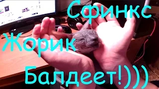 Кот Сфинкс Донской  балдеет! Прикол!Кто не знает это Жорик!