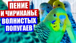 Волнистый попугай. Веселое пение и чириканье волнистых попугаев.  Снова новинка!