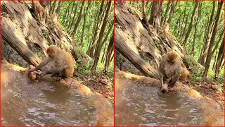 The mother monkey criticized the baby monkey for being dirty, so she took the baby to take a bath