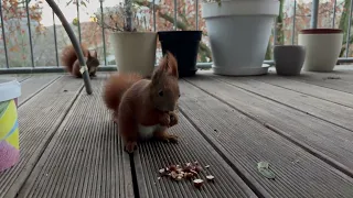 Eichhörnchen quietscht