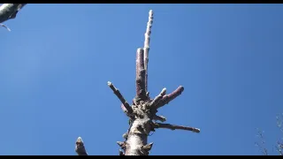 Trimming of a coliform apple tree