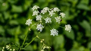 White Rock Lake visitors warned of poisonous plants