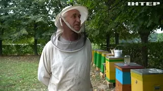 Україна буде з медом: на рекодний "врожай" розраховують бджолярі на Хмельниччині