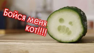 Кот испугался огурца