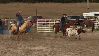 Palomino Mare