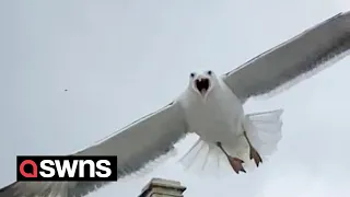 Dive-bombing seagulls are keeping residents trapped in their homes | SWNS