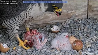 First Feed for peregrine nestlings at Montreal