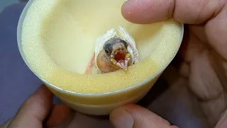 Hand Feeding Fawn Social Finch Baby