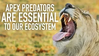 Apex predators are essential to our ecosystem