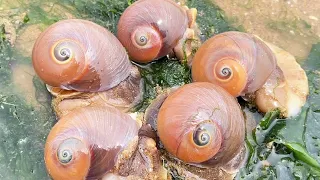 The conch & catch the sea alarmed the big silver thing, instantly furious and ran around