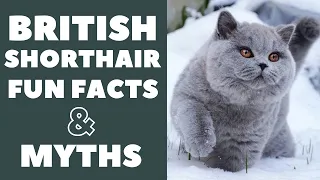 British Shorthair Cats 101 : Fun Facts & Myths