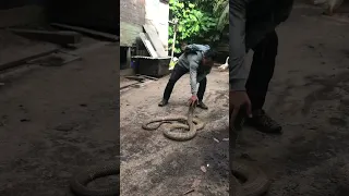 Rescue monster king cobra at village part 02 #kingcobra #diazborneo #shortsfeed #rescue