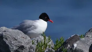 Черноголовая чайка   Larus melanocephalus