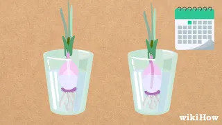 How to Plant Sprouted Onions