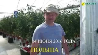 Опыт выращивания высокорослых томатов Clause в Польше