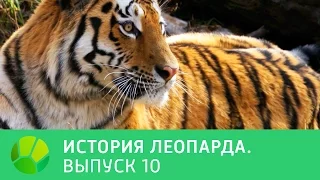 История леопарда. Выпуск 10 | Живая Планета