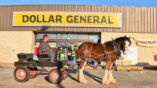 Oliver Goes To Dollar General - Rescued Clydesdales First Time In Town!