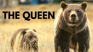 The Queen of the Tetons: Bear 399