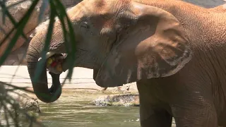 Helados de frutas y verduras para los elefantes en BIOPARC Valencia 🐘 Enriquecimiento ambiental