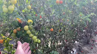Выращивание высокорослых томатов в открытом грунте.