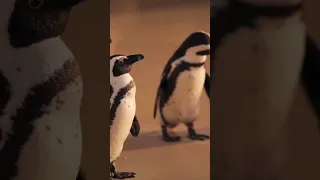 Süße Pinguine! ❤️