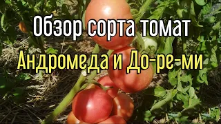 Сорт Андромеда и До-ре-ми|Высокоурожайные томаты| Обзор высокоурожайных томатов Андромеда и До-ре-ми